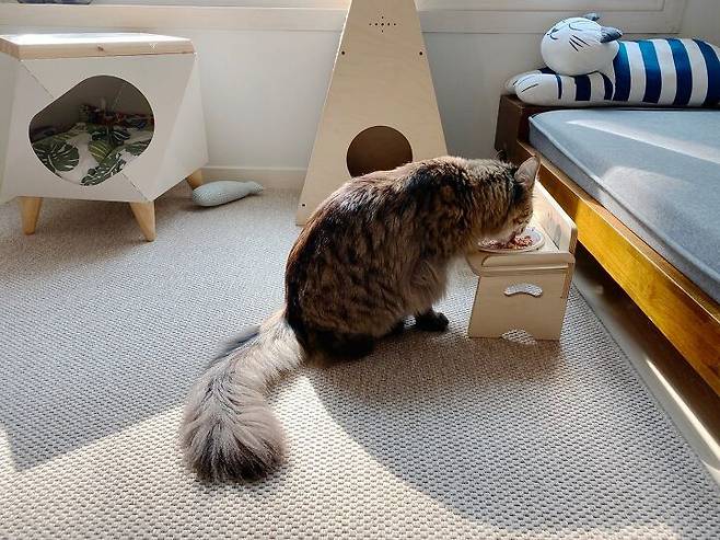 출처: <러그><반려동물집> 등 제품정보 모아보기(▲이미지클릭)