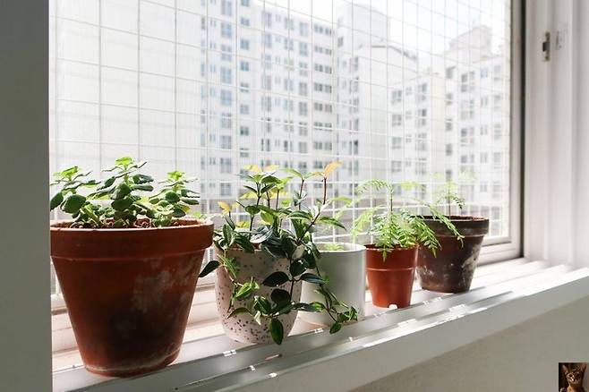 출처: 집들이 속 제품 정보 보러가기 (▲ 이미지 클릭)