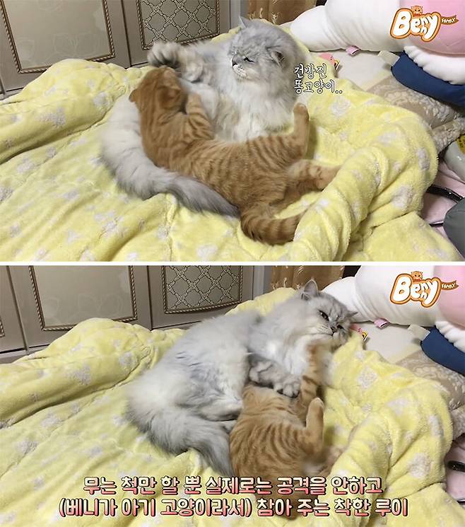 출처: 유튜브 '베니패밀리' 채널