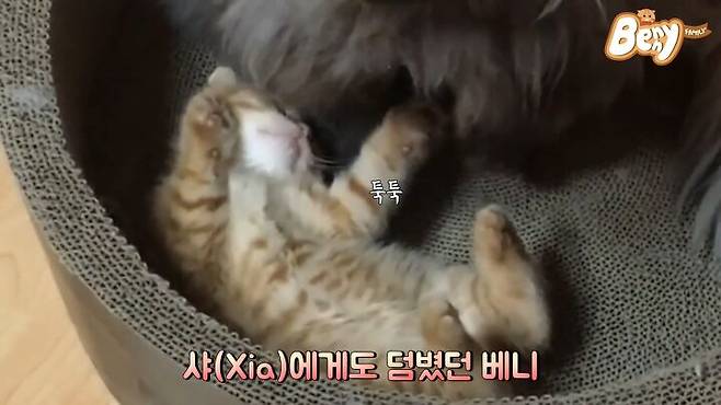 출처: 유튜브 '베니패밀리' 채널