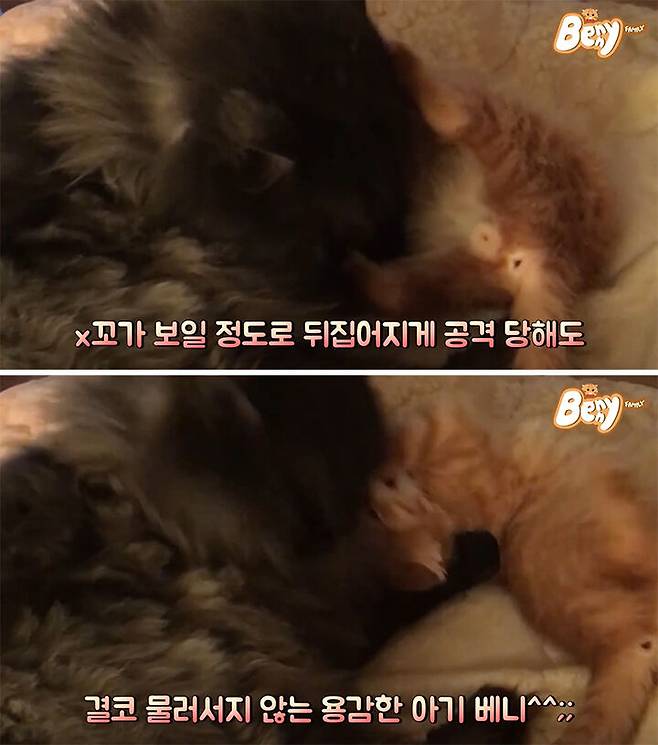 출처: 유튜브 '베니패밀리' 채널