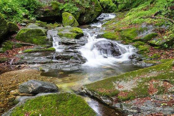 11코스에는 계곡도 많다. 짙은 원시림 속을 흐르는 계곡물 주변에는 이끼가 많이 끼어 있다.