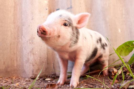 아기 돼지 〈사진= 도충창의 캡처〉