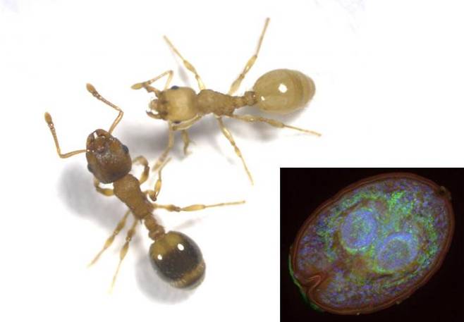 템노소락스 닐란데리의 모습. 연한색이 감염된 개미다.