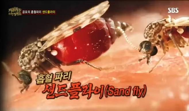 공포의 흡혈곤충 샌드플라이. SBS 정글의 법칙 영상 캡처