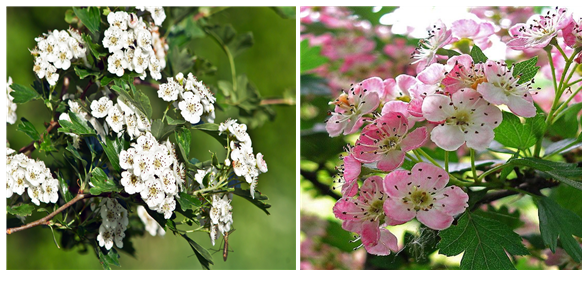 산사나무꽃(왼쪽)과 산사나무꽃 개량종.