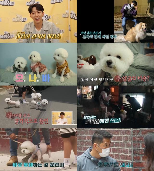 '개는 훌륭하다'에서 강형욱이 입질하는 반려견의 주인에게 일침을 가한다. KBS2 제공