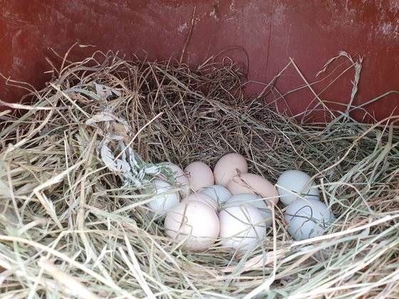 정헌종씨가 키우는 닭들이 낳아준 달걀. 그야말로 방사란입니다. 전수진 기자