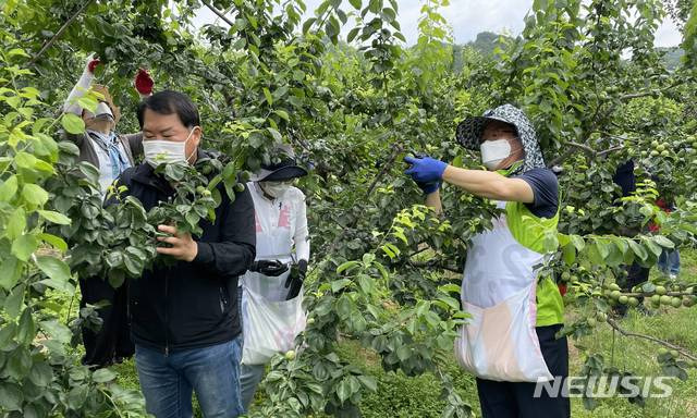 [완주=뉴시스]윤난슬 기자 = 전북농협과 전북여성단체협의회 소속 임직원들은 본격적인 영농철을 맞아 7일 완주군 구이면 일원에서 매실 수확 농촌 봉사활동을 했다고 밝혔다.2021.06.07.(사진=전북농협 제공)