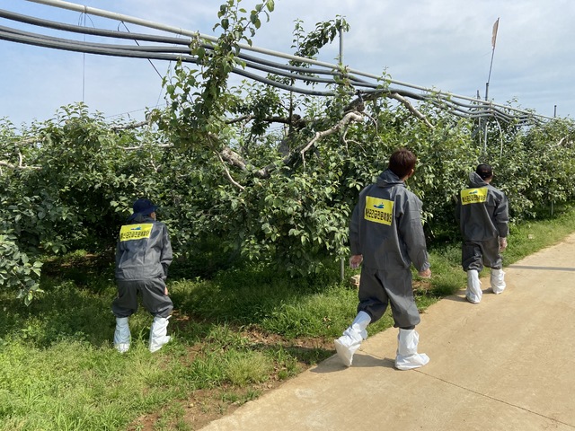 [홍성=뉴시스]예산군, 사과 과수원 예찰 모습.  *재판매 및 DB 금지