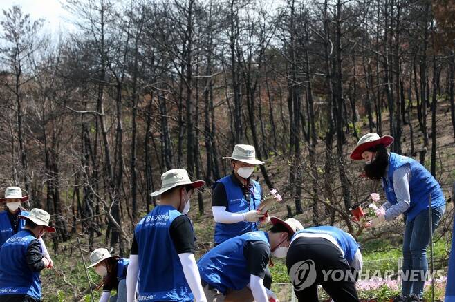 삭막한 산불피해 마을 살리는 자원봉사자 [연합뉴스 자료사진]