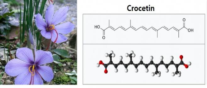 사프란 꽃(왼쪽)이나 치자나무 열매에는 카로티노이드인 크로세틴(오른쪽)이 들어있다. 2019년 발표된 논문에 따르면 207가지 분자 가운데 크로세틴이 근시를 억제하는 Egr-1의 발현을 가장 촉진했다. 크로세틴은 망막 건강에도 도움이 되는 것으로 알려져 있다. 위키피디아 제공