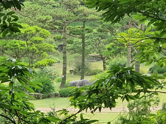 과천시 과천동 그린벨트 6000평에 조성된 육회장의 정원. 잘 가꿔진 소나무가 곳곳에 있다. 함종선 기자