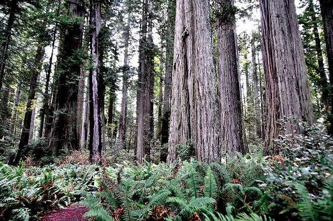레이디 버드 존슨 그로브 트레일에서 만난 괴물 나무. 안개가 자주 끼는 이곳 특성상 안개 낀 숲의 레드우드는 괴물처럼 보이기도 한다.
