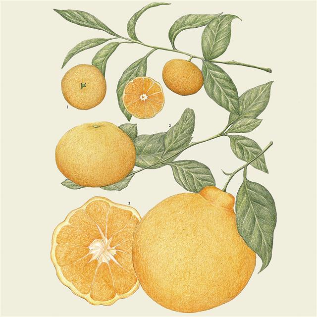 오렌지가 속한 감귤류 가족으로는 레몬과 자몽, 라임, 여기에 제주 한라봉이 있다.