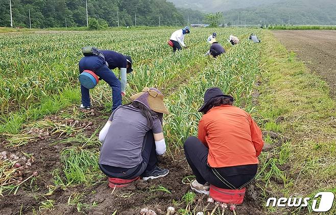 합천군은 마늘·양파 수확 인건비를 긴급 지원한다 사진은 마늘 수확하는 모습© 뉴스1