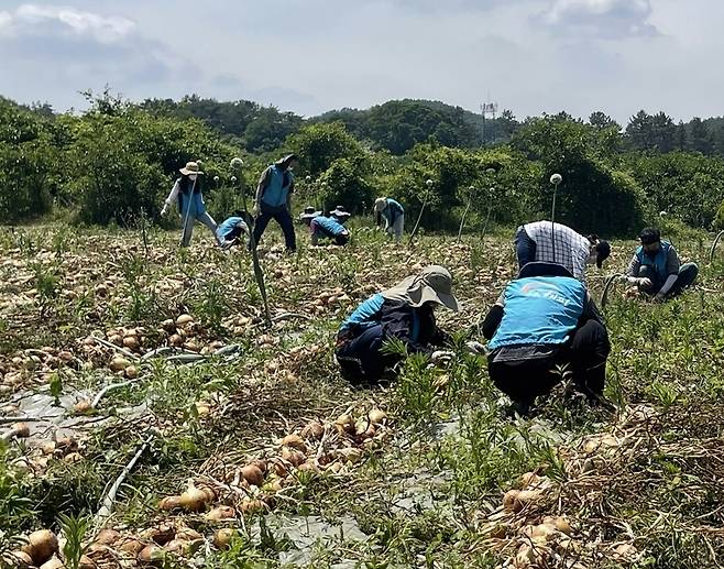양파 수확 일손 돕기에 나서 농어촌공사 직원들.