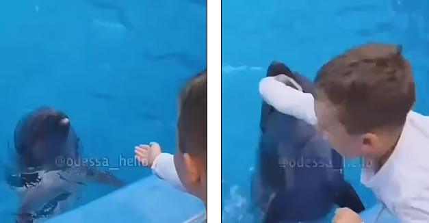 우크라이나의 한 아쿠아리움에서 돌고래가 수족관 안으로 들어온 아이의 손을 덥석 무는 사고가 발생했다