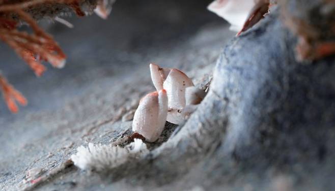 자그마한 플라스틱 통의 곡선을 따라 또 하나의 생태계가 자리잡았다. 누군가는 그저 평범하게 볼 수 있는 해양폐기물도 다른이에게는 큰 의미로 다가온다. 작가는 우연히 마주한 뉴락에서 현시대가 맞은 환경오염의 단면을 떠올렸다. 장한나 제공