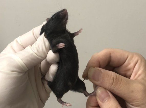 한의학연구원 임상의학부 정지연 박사팀이 우울증 개선 실험을 위해 실험쥐에 침치료를 하고 있다. 한의학연구원 제공