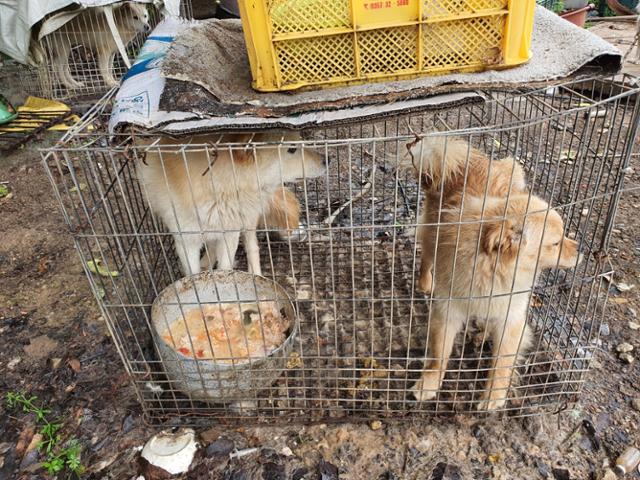 지난달 22일 50대 여성이 개에게 물려 숨지는 안타까운 사고가 발생한 가운데, 사고 지역 인근의 열악한 개농장에서 개들이 길러지고 있다. 카라 제공