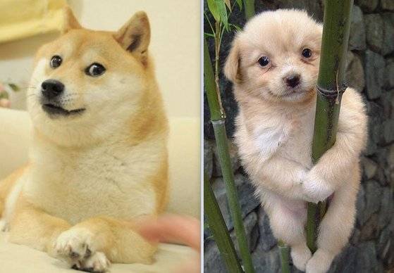 도지(왼쪽)와 개죽이. 인터넷 캡처