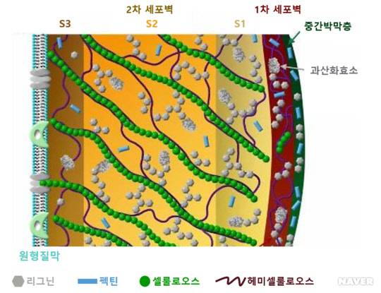 식물 세포벽에 존재하는 리그닌/자료=한국식물학회 제공