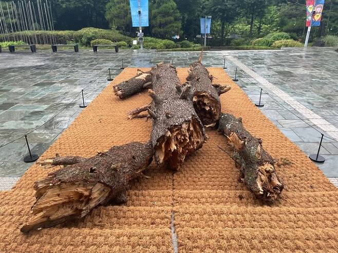 지난 10일 서울시립미술관 서소문 본관 앞마당에 고사한 전나무가 전시된 모습. 김민제 기자 summer@hani.co.kr