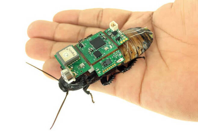인간이 이동 방향을 조종할 수 있는 전자장치를 등에 부착한 ‘사이보그 곤충’.  난양공대 제공