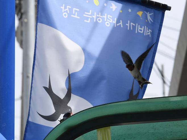 ‘제비를 사랑하는 고장’이라고 적힌 가로기. 용두마을 거리에 걸려 있다.