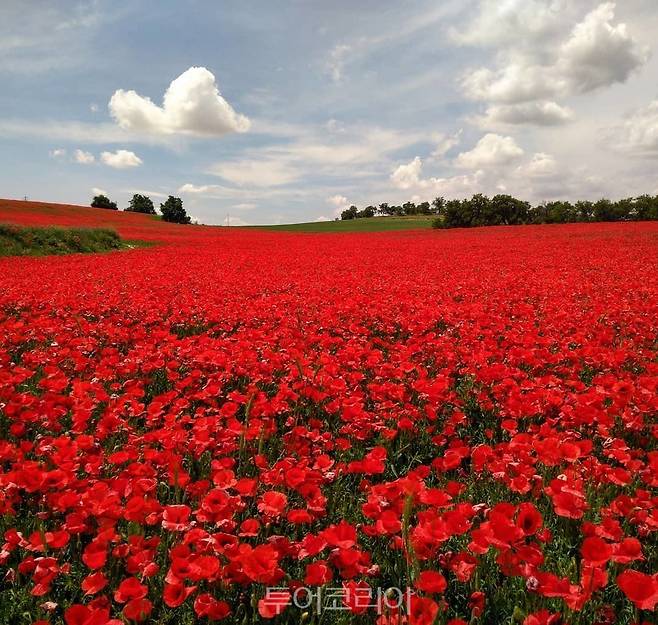 발데모로, 양귀비 꽃밭 / 사진-스페인관광청 ⓒTurespaña