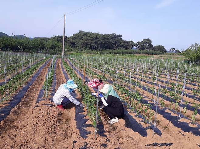 경북 북부지역의 생육초기 고추 작황이 저일조 및 야간 저온 등의 영향으로 부진한 것으로 나타났다. 사진은 경북농업기술원 연구원들이 고추 생육초기 작황을 조사하고 있다.(경북도 제공)2021.6.14.