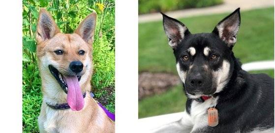 케빈 브라이트 감독의 반려견 '호프'와 '오스카'(왼쪽부터). 둘 다 한국의 개농장에서 구조됐다. [사진 저스트 브라이트 프로덕션즈]