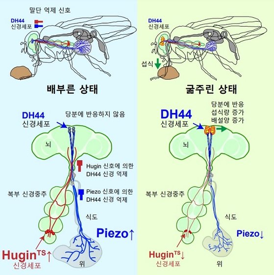 초파리의 DH44 신경세포의 두 가지 억제신호에 대한 모식도. 카이스트(KAIST) 홈페이지 캡처.