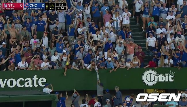 [사진]14일(한국시간) 시카고 컵스와 세인트루이스 카디널스의 경기가 벌어진 리글리 필드에 등장한 컵뱀. <ESPN 선데이 나잇 베이스볼 중계 화면 캡처>