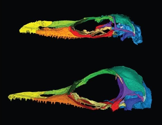 9900만년 전 호박 속에 보존된 선사시대 도마뱀의 두개골을 3D 스캐닝 한 이미지