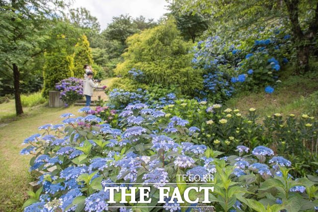 구례군 산동면에 위치한 구례 수목원에 10만 송이의 수국이 만발하여 탐방객의 눈길을 끌고 있다. /구례군 제공