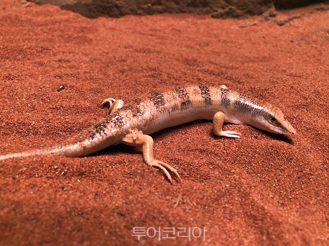 샌드피쉬 스킨크