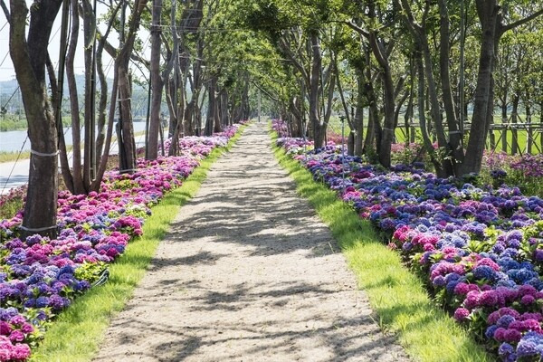 유모차와 휠체어가 다닐 수 있는 도초선착장~수국공원 10리 산책길. 신안군청 제공