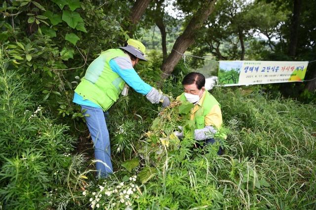 [예산=뉴시스]황선봉 예산군수가 생태계 교란식물 가시박을 제거하고 있다.  *재판매 및 DB 금지