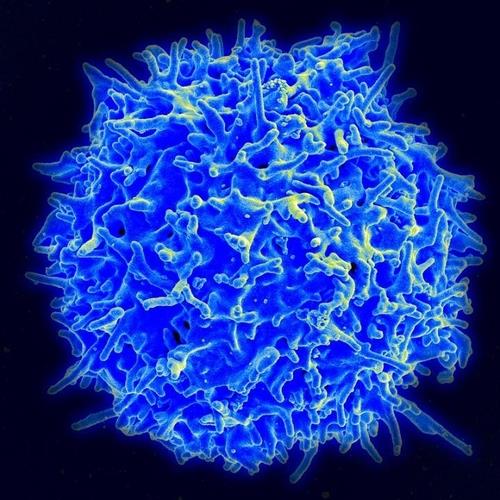 면역 반응에 핵심 역할을 하는 T세포 건강한 기증자에게서 분리한 T세포의 주사형 전자현미경 사진.  [미국 NIAID(국립 알레르기 감염병 연구소) 제공 / 재판매 및 DB 금지]