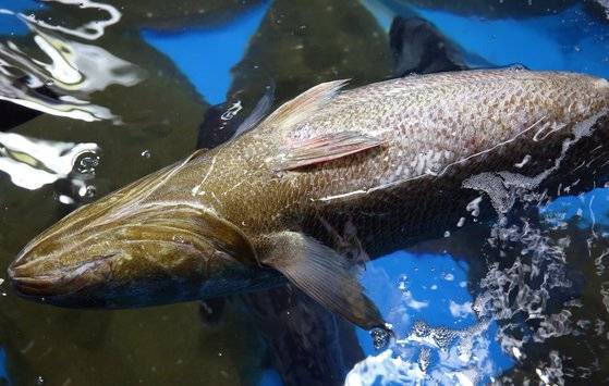 이태 전 목포 북항 어판장 건너편 목포 해양수산복합센터 '용민이네' 수족관에서 촬영한 민어 활어. 이날 아침 잡았다는데, 배를 드러낸 채 떠다니고 있었다. 뭍에서 볼 수 있는 제일 싱싱한 상태의 민어다. 손민호 기자