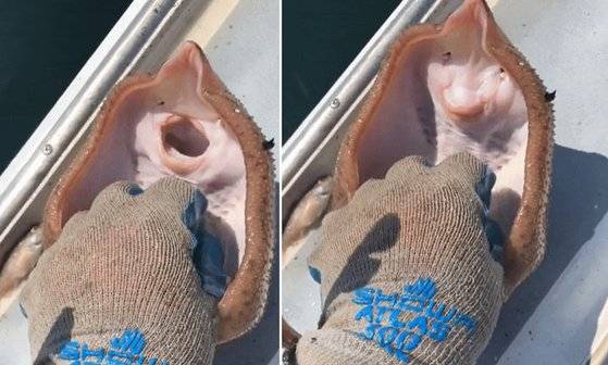 가오리 영상 캡처. 출처 틱톡