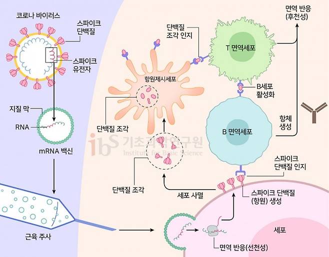 mRNA 백신의 작동원리. 사스코로나바이러스-2 스파이크단백질의 유전정보를 담은 mRNA는 사람의 세포로 들어가 스파이크단백질을 만든다. 이를 바이러스 침입으로 착각한 인체는 스파이크단백질에 대한 항체를 만들어낸다. mRNA 백신이 후천성 면역 반응을 유도하는 것이다. IBS 제공(자료 Topol, 2020)