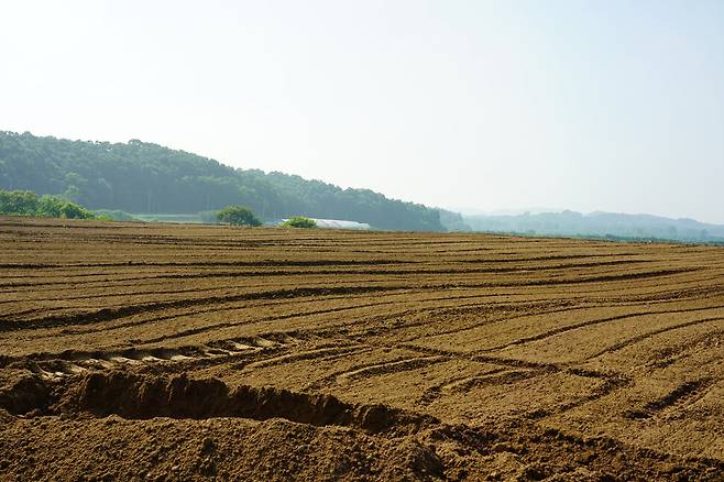 경기도 파주시로부터 원상복구 통보를 받은 문산읍 장산리 대규모 불법매립지에 지난 19일 누군가 나무나 작물을 심기 위해 밭고랑을 파놓았다. 박경만 기자