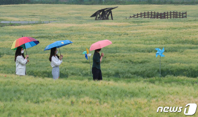대전 대덕구 장동 만남공원에서 시민들이 우산 쓰고 보리밭의 정취를 즐기고 있다. 2021.5.20/뉴스1 © News1 김기태 기자