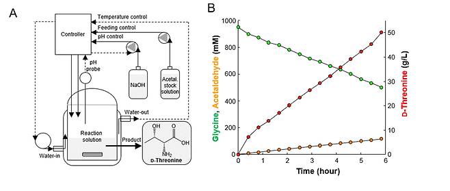 개량 효소를 이용한 고순도 D-트레오닌 생산. A는 D-트레오닌 생산을 위한 반응기 모식도. B는 A와 같이 설치된 반응기에서 기질인 글리신과 아세트알데히드로부터 D-트레오닌이 생산되는 것을 시간별로 측정한 결과.  /자료=한국생명공학연구원