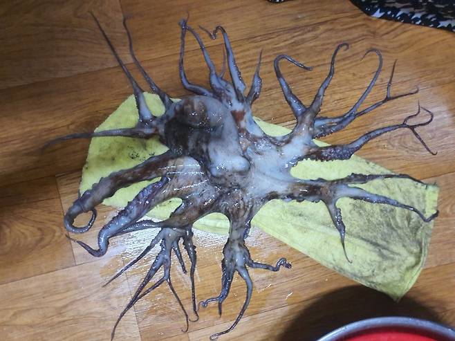 23일 경남 사천지역 어민들에 따르면 지난 15일 고성군 경계 해상에서 조업하던 중 다리가 32개인 문어가 잡혔다. /연합뉴스