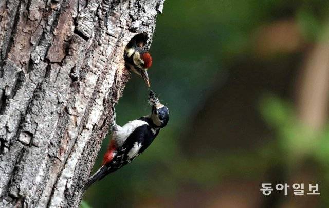 숲 속 참나무에 둥지를 튼 오색딱따구리 한 쌍이 번갈아 먹이를 잡아 어린 새끼에게 먹이고 있습니다. 먹어도 먹어도 배가 고픈 어린 수컷은 둥지에서 고개를 내밀고 어미 입에서 뺏듯이 먹이를 낚아챕니다. 오색딱따구리는 5월 상순에서 7월 상순까지 한배에 4~6개의 알을 낳아 14~16일간 알을 품어서 부화시킨 후 20~21일간 새끼를 키웁니다. 2019년 6월 5일 촬영