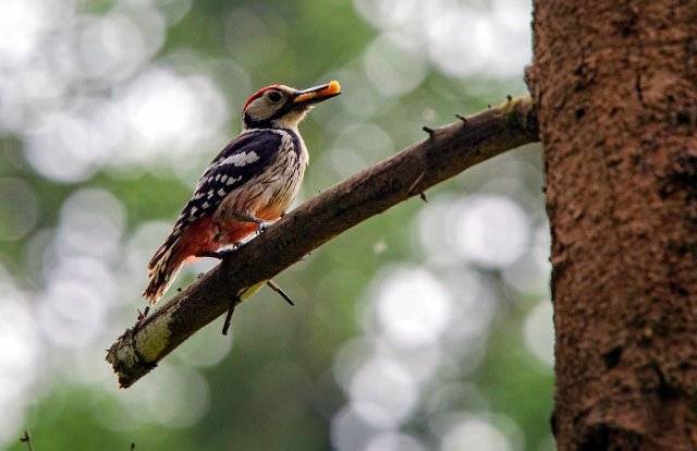 우리나라 텃새 희귀종인 큰오색딱따구리 수컷. 큰오색딱따구리 몸길이는 25㎝ 정도이며, 균일한 검은색 등과 눈에 띄는 흰색 허리(엉덩이)에 의해 오색딱따구리와 구별된다. 날개에는 흰색의 가로띠가 있고, 오색딱따구리와 달리 어깨에 흰색 반점은 없다. 생태사진가 전창열씨 제공.
